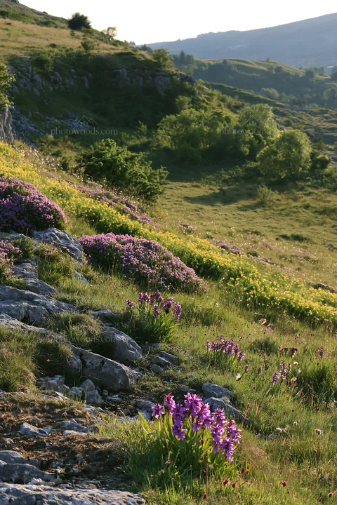 Biodiverse meadow with colorful flowers in a natural setting - AI-generated stock image