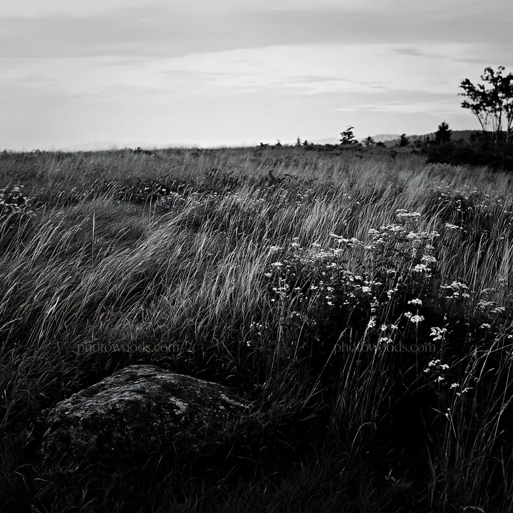 Black and white aomori climate resilient meadow with boulder - AI-generated stock image