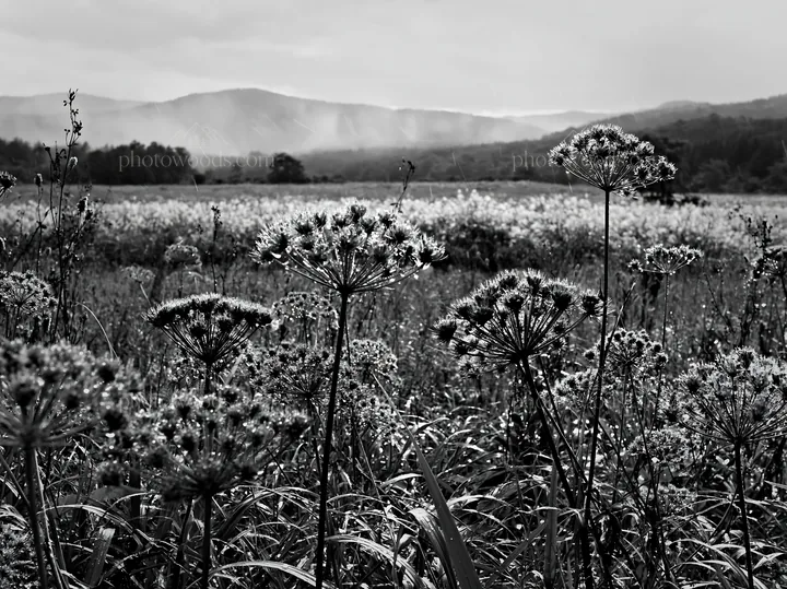 Black and white iwate rain refreshed meadow seedhead foreground - AI-generated stock image