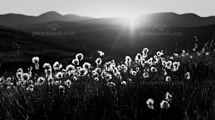 Cottongrass meadow during sunset in black and white - AI-generated stock image