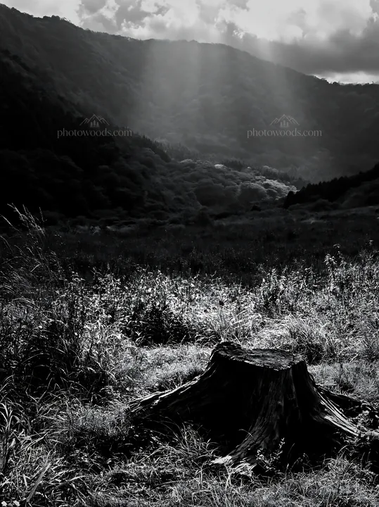 Wakayama autumn meadow with weathered wood stump in foreground - AI-generated stock image