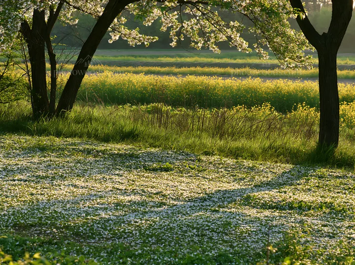 Fukuoka spring meadow with fallen blossoms in foreground - AI-generated stock image