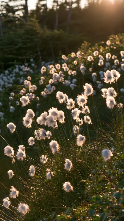 Cottongrass meadow shines in evening light - AI-generated stock image
