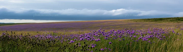 Violet knapweed meadow under cloudy sky near horizon - AI-generated stock image