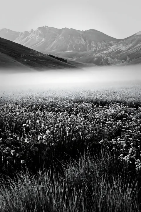 Black and white colorful poppy meadow with mist and mountains in the background - AI-generated stock image