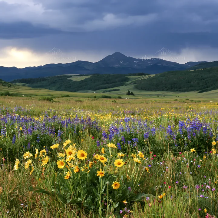 Rainwashed meadow with wildflowers under cloudy sky - AI-generated stock image