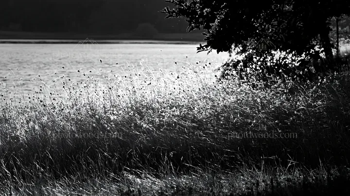 Lakeshore meadow with apple trees in black and white - AI-generated stock image