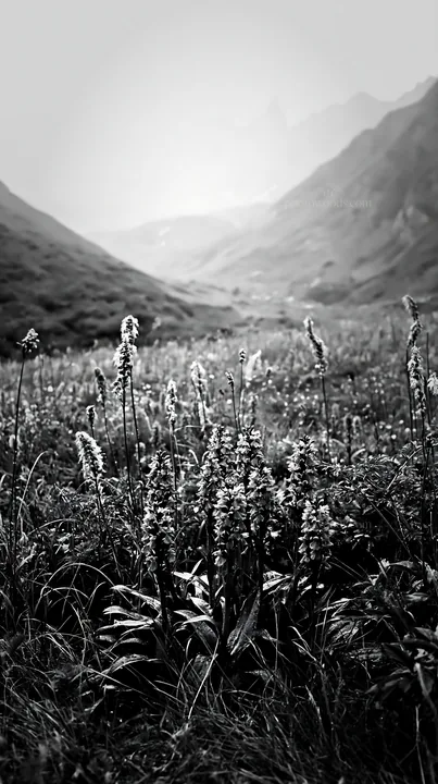 Black and white wild orchid meadow with purple flowers in a mountain valley - AI-generated stock image
