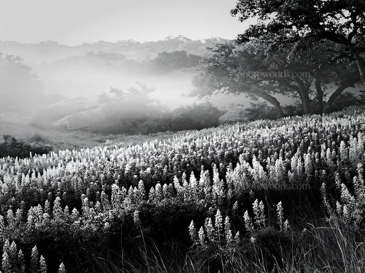 Colorful lupine meadow views at sunrise in a natural setting - AI-generated stock image
