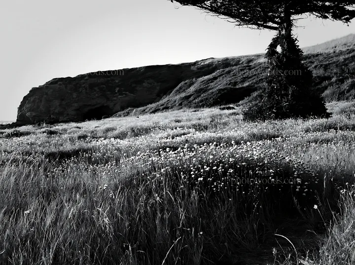 Christmas tree in meadow near cave at sunset - AI-generated stock image