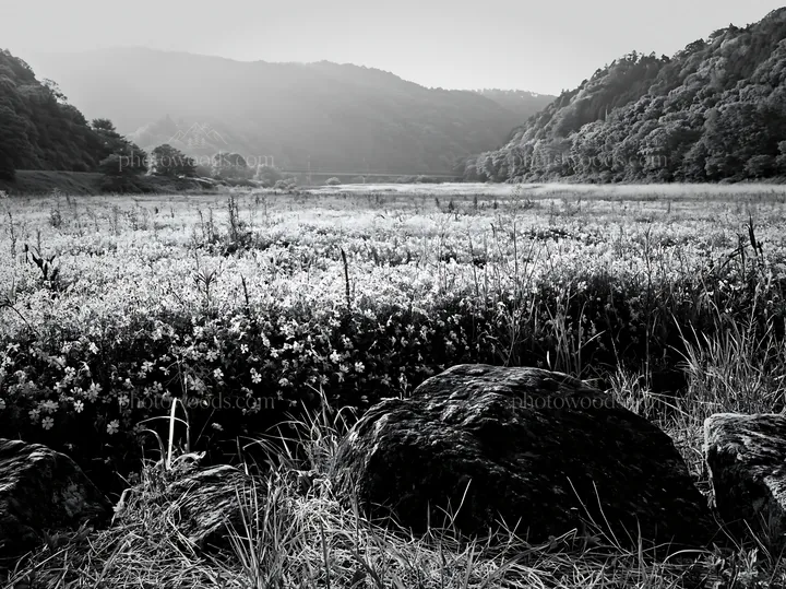 Black and white kyoto spring wildflower meadow stone foreground - AI-generated stock image