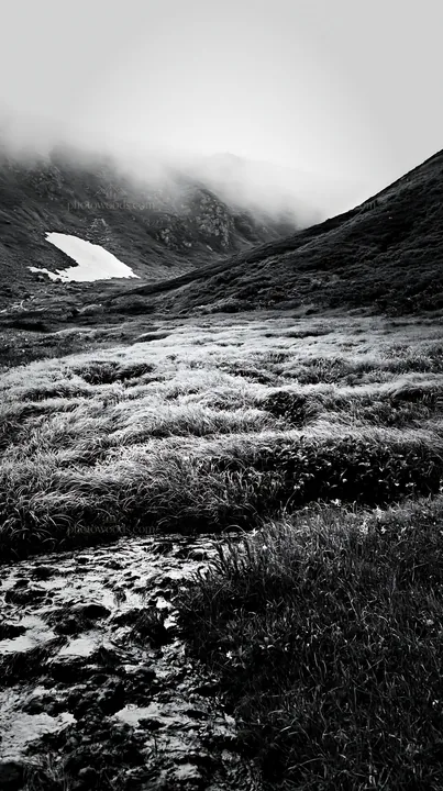 Black and white akita snowmelt meadow with silver grasses in springtime - AI-generated stock image