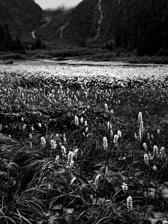 Flower meadow below a cascade in a mountain valley - AI-generated stock image