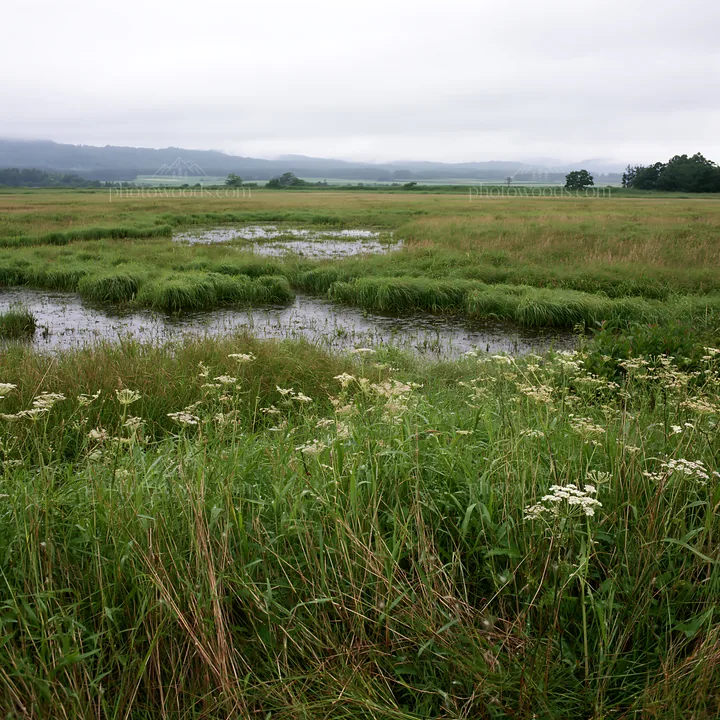 Iwate rain refreshed meadow seedhead foreground - AI-generated stock image