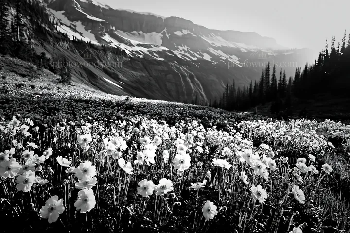 Flower meadow with distant cascade and mountains - AI-generated stock image