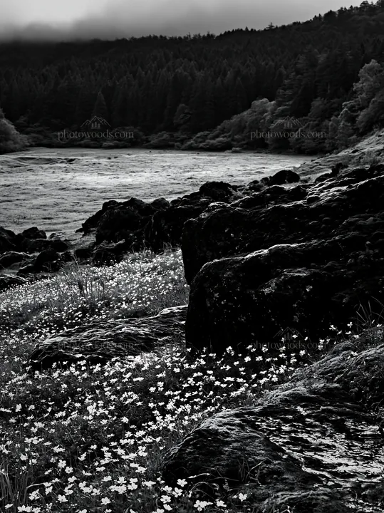 Black and white miyagi spring recovery meadow mossy stone with flowers - AI-generated stock image