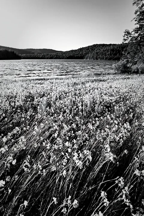 Lakeside meadow with wildflowers in natural light - AI-generated stock image