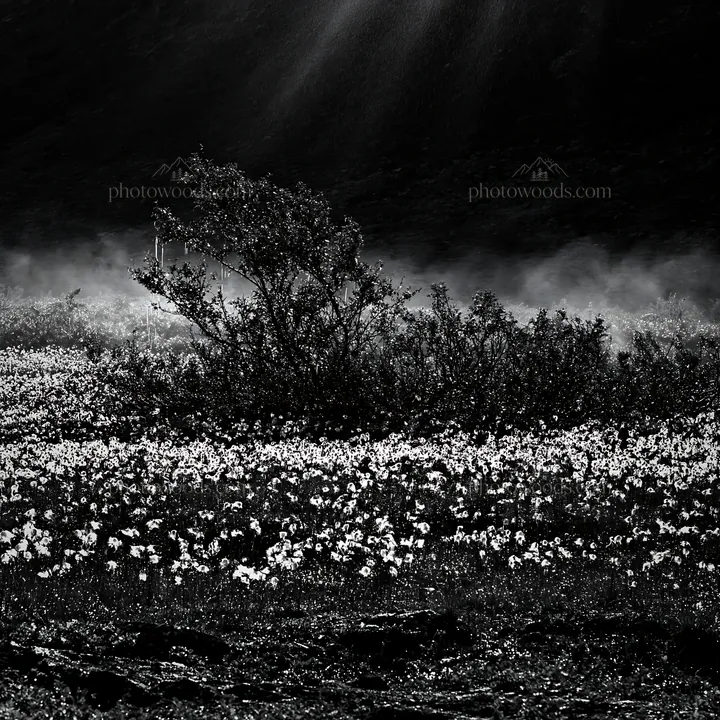 Black and white jotunheimen valley meadow sunbeams create a bright atmosphere - AI-generated stock image
