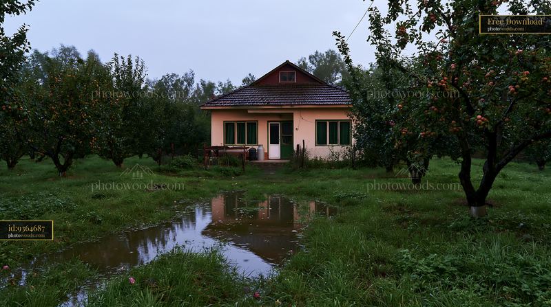 Fruit trees surround country house on a rainy day