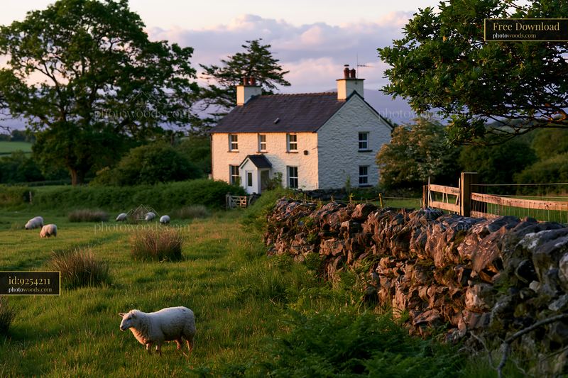 Farmhouse with sheep in a landscape at sunset