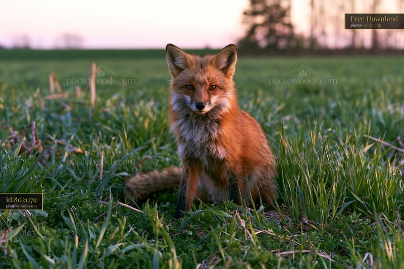 Fox sitting in a meadow during sunset