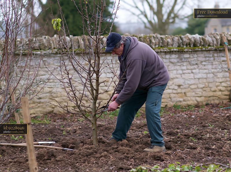 Gardener tending to fruit trees around country house