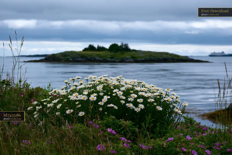 Island with flowers under a cloudy sky