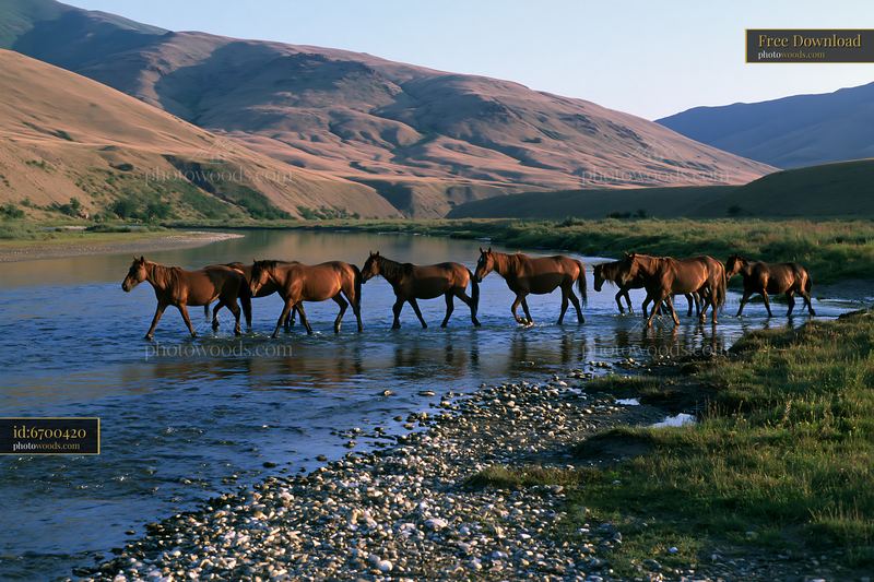 Wild horses crossing a shallow river beneath mountain slopes