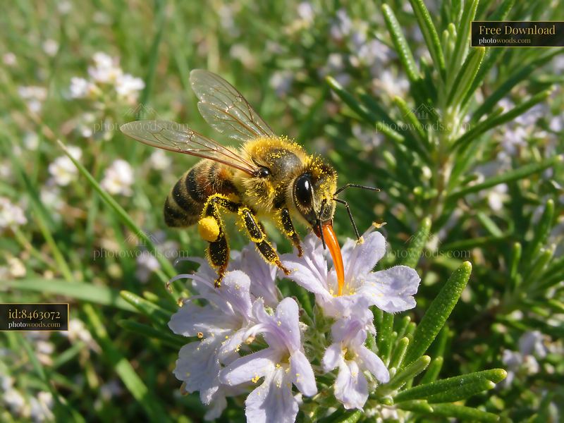 Honey bee collects nectar from rosemary flower in garden