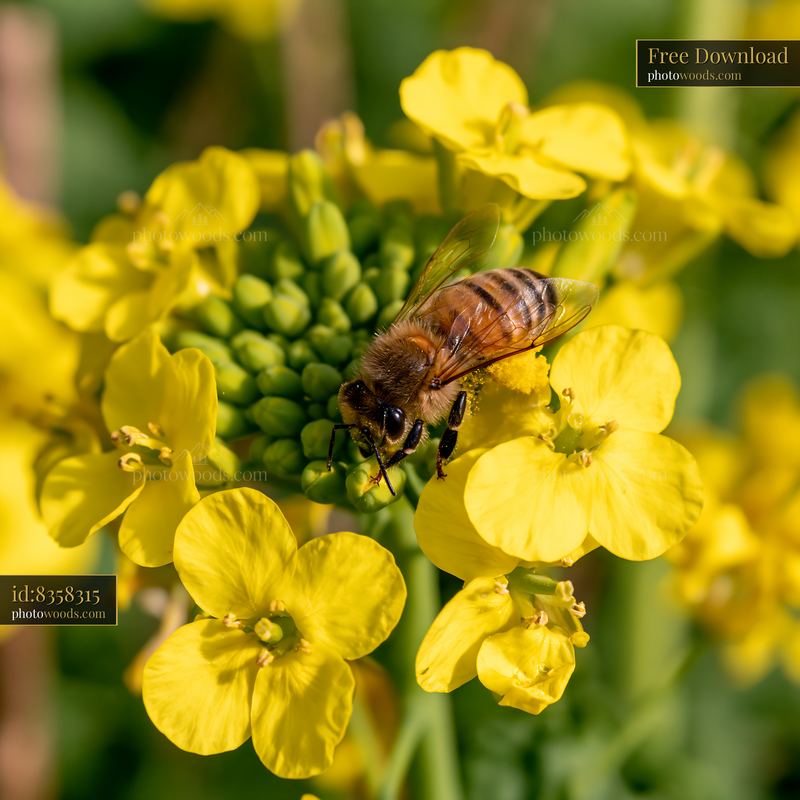 Honey bee collecting pollen on yellow flowers