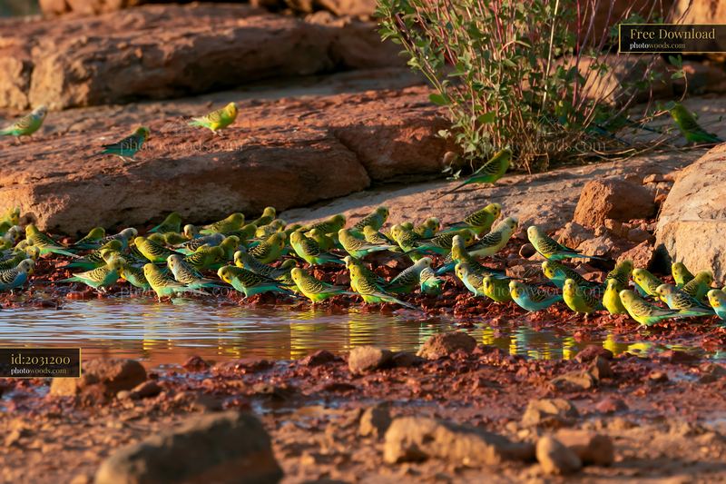 Flock of budgerigars gathering near water in desert landscape