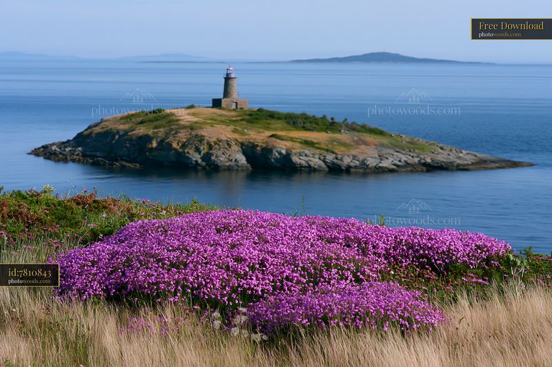Island with flowers and lighthouse under clear skies