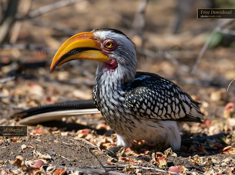 Rare bird with yellow beak in dry woodland setting