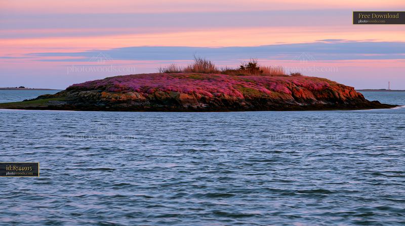 Rocky island with sea lavender at sunset