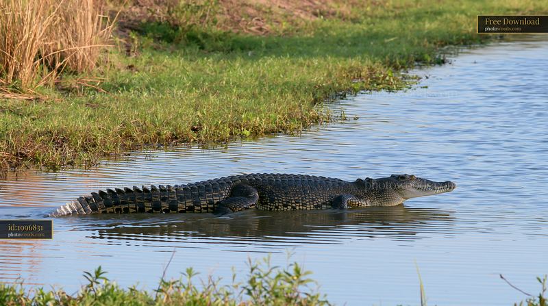 Saltwater crocodile basking in wetlands of Northern Territory