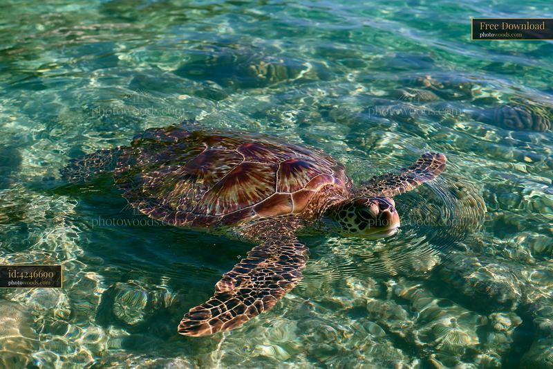 Coastline with protected marine habitat and sea turtle swimming