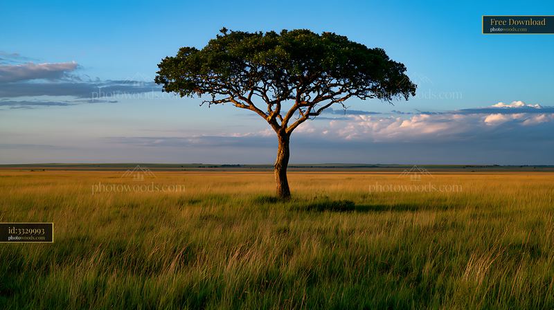 Lone tree standing in open grassland under blue sky