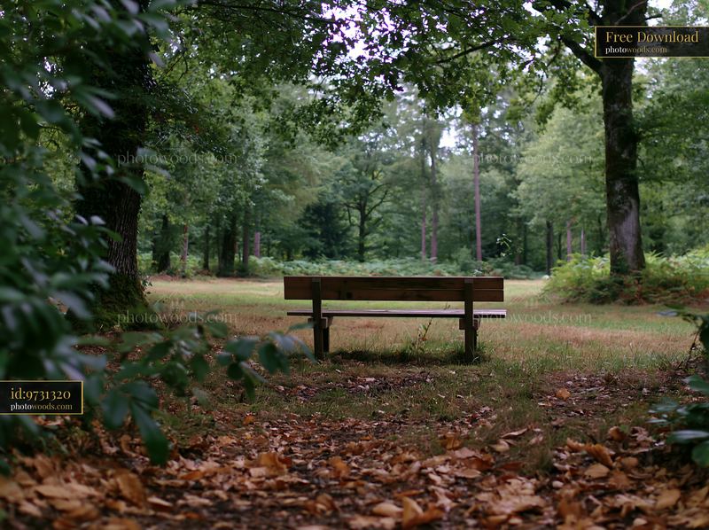 Sunbeams over a misty meadow with a wooden bench