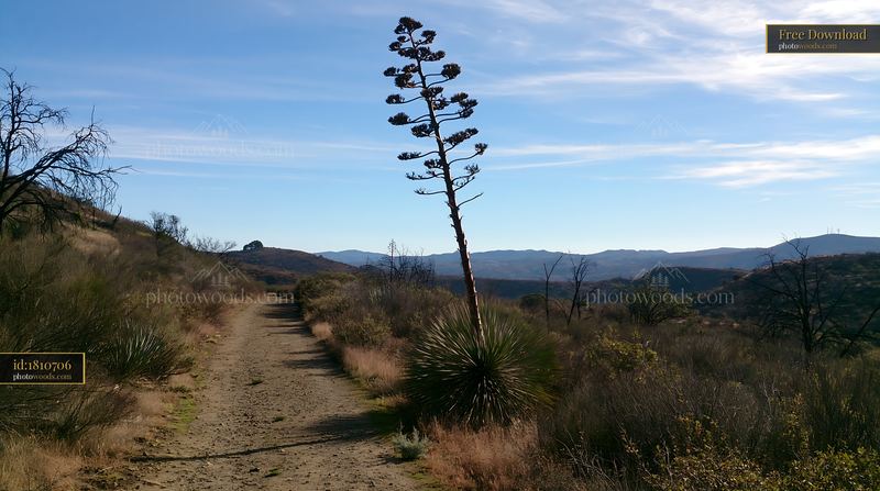 Agave flower stalk outdoors in a desert landscape