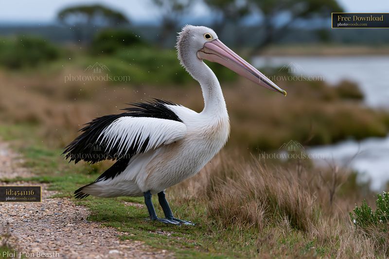 Australian pelican standing by a coastal lagoon