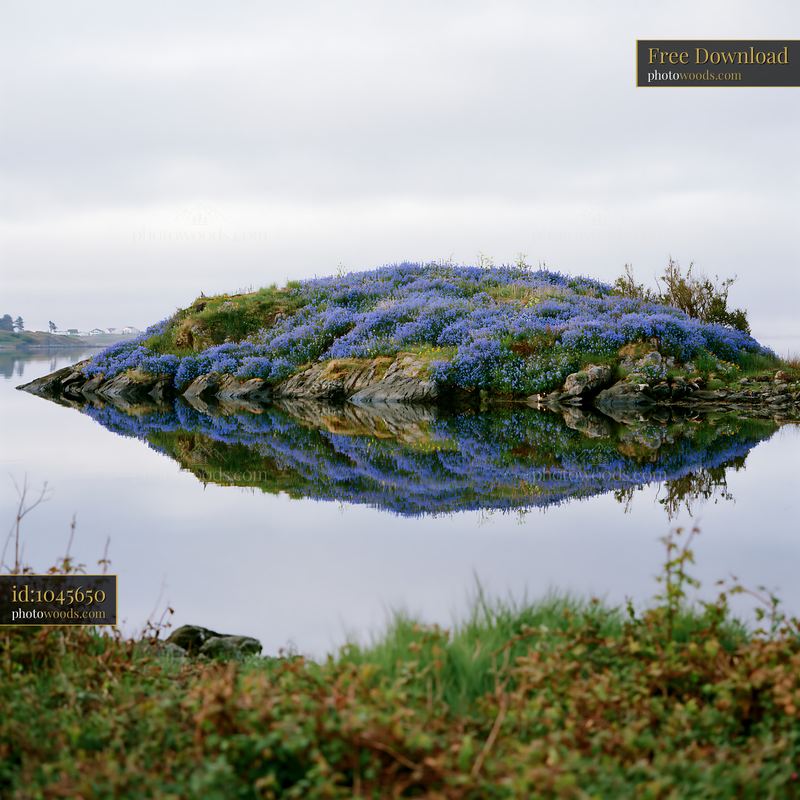 Island with flowers reflects in a bay near calm waters