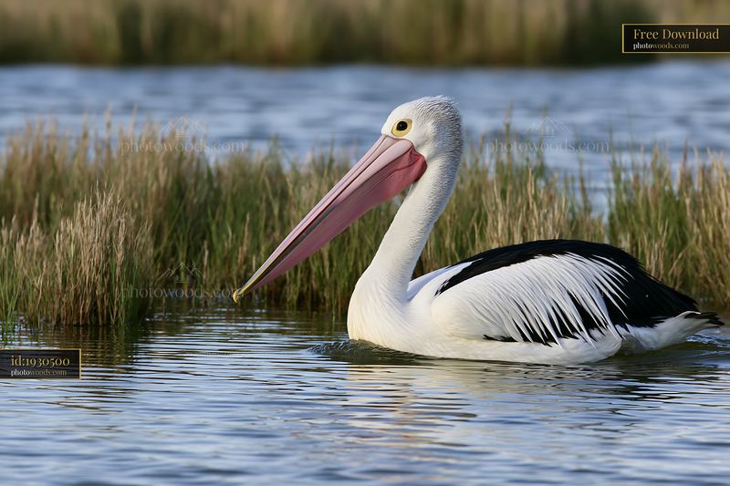 Australian pelican swimming in a coastal lagoon beside tall reeds.