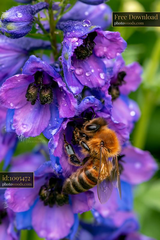 Delphinium flower border with bees gathering nectar