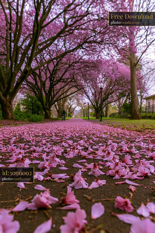 Blooming trees beside a bicycle path with petals on the ground