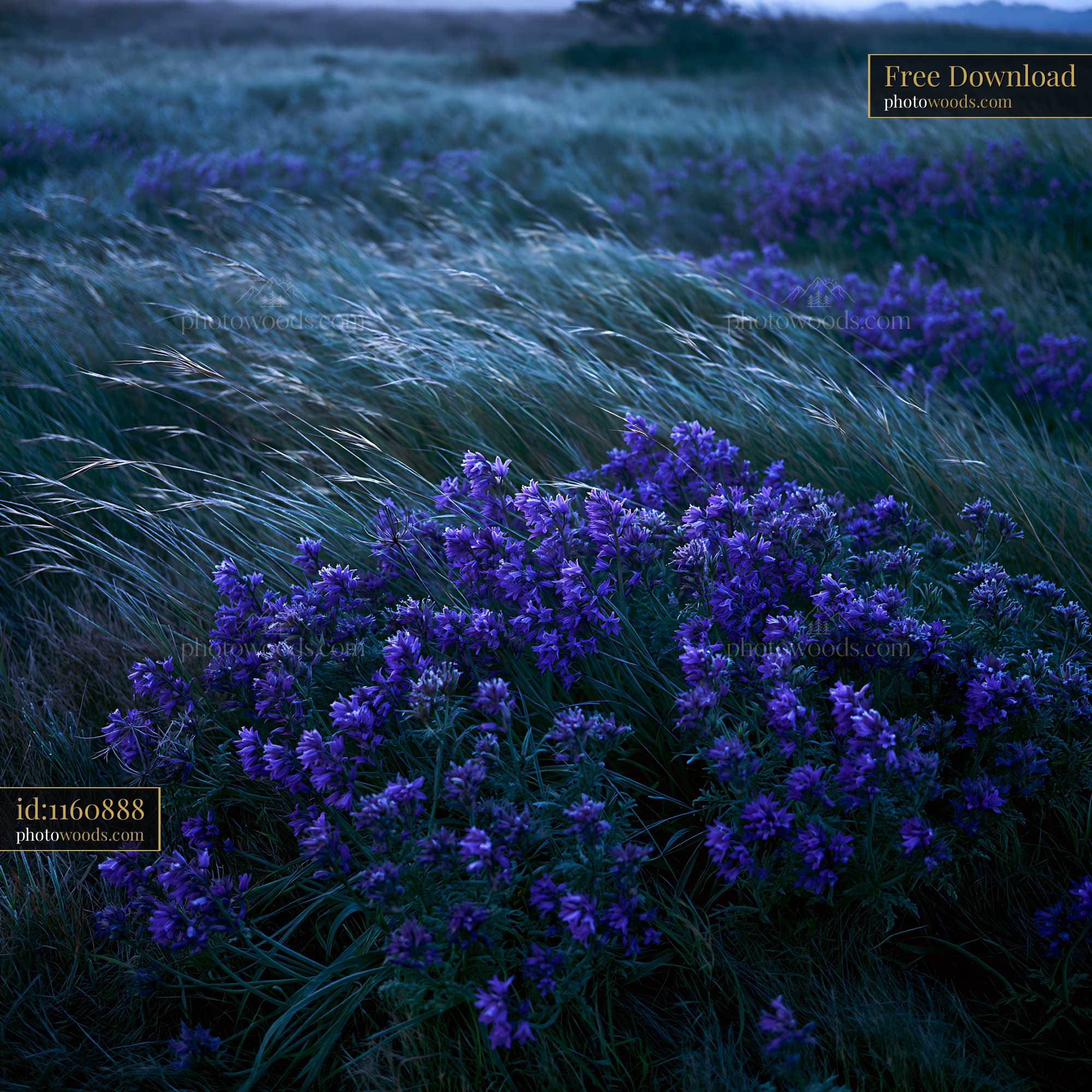 Bluebell Flowers Blooming in a Meadow at Dusk