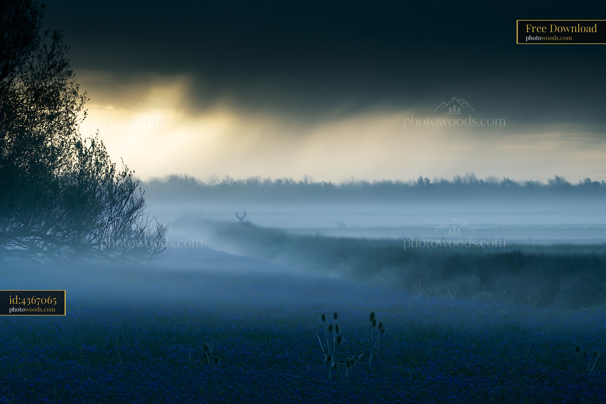Bluebell Flowers in a Misty Meadow During Springtime