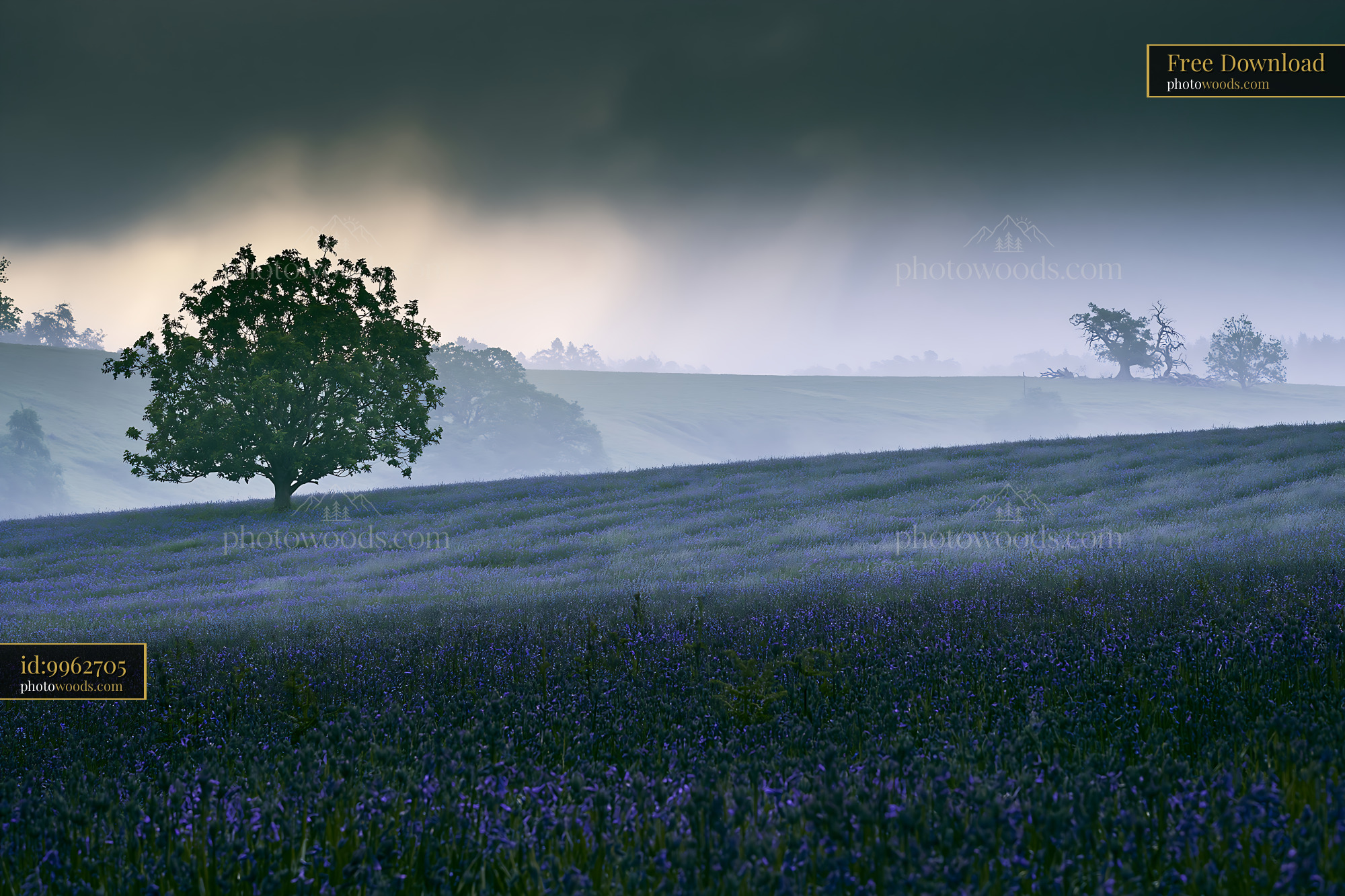 Bluebell Meadow at Dawn With Mist and a Single Tree