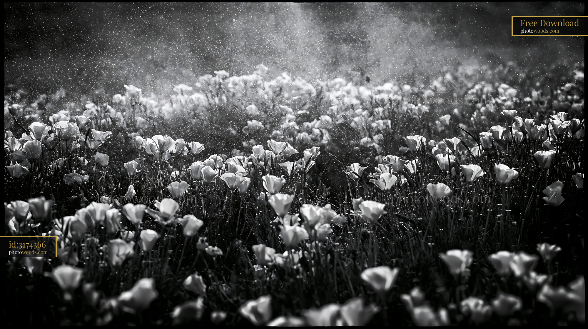 California Poppy Field in Spring With Sunlight and Shadows