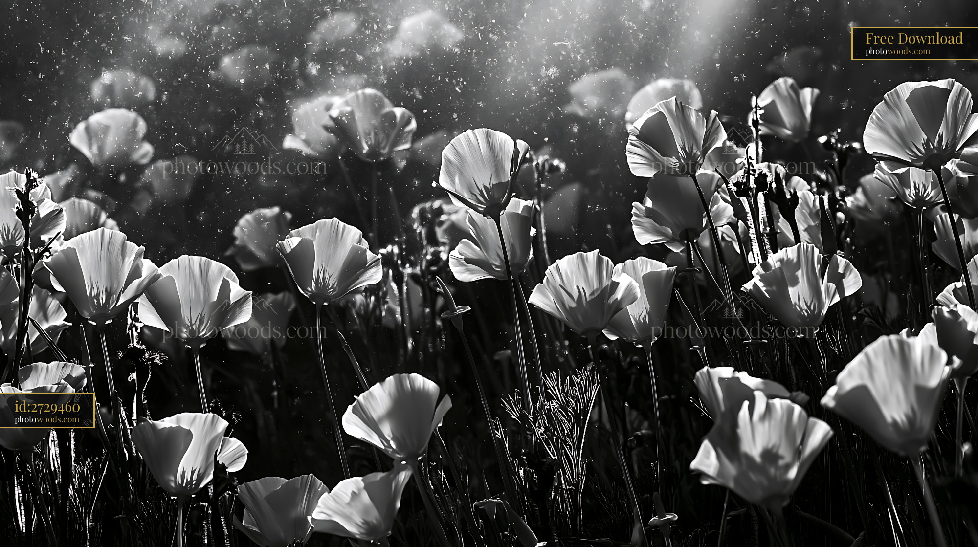 California Poppy Flowers Blooming in the Meadow During Spring