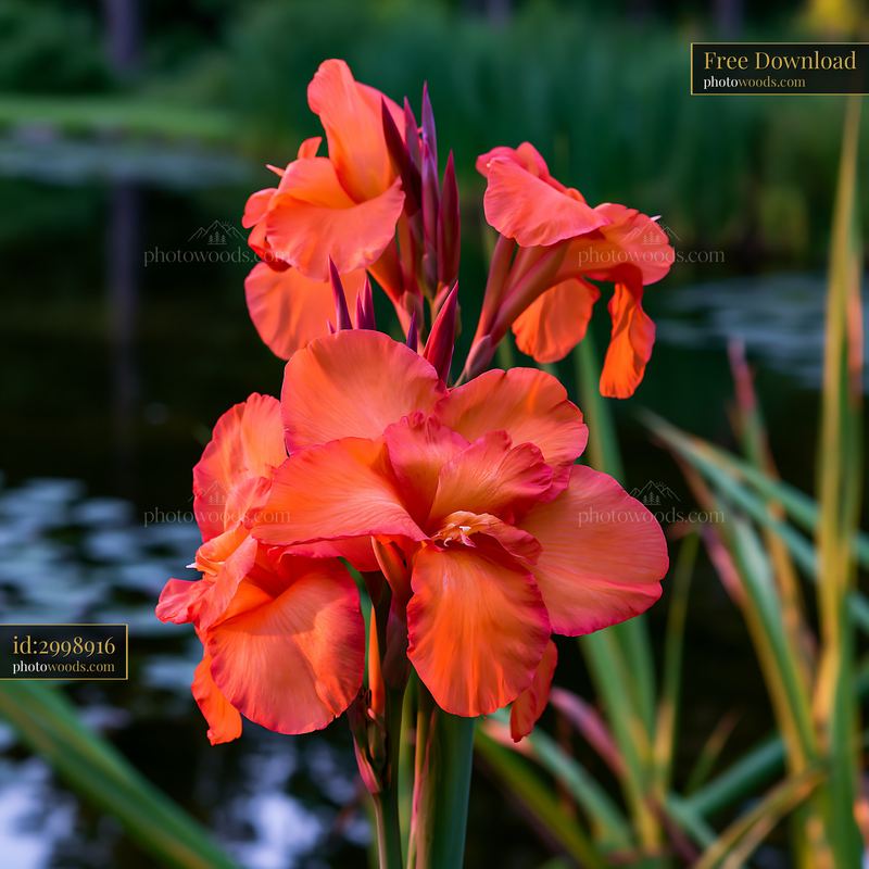 Canna lily flowers by pond in lush garden setting